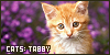 Cats: Tabby: 