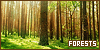 Forests: 