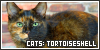 Cats: Tortoiseshell: 