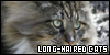 Cats: Long-Haired: 