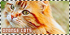 Cats: Orange/Red: 