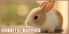 Rabbits & Bunnies: 