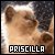  Priscilla (Name)