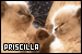  Priscilla (Name)