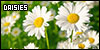  Daisies