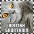 Cats: British Shorthair
