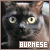 Cats: Burmese