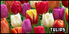 Tulips Tulips