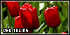 Tulips: Red