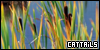 Cattails