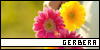 Gerbera