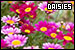 Daisies